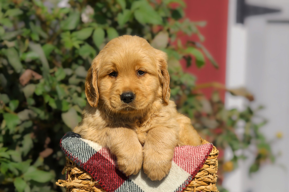 Furry Image of Furry, a Golden Retriever puppy