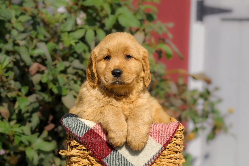 Furry Image of Furry, a Golden Retriever puppy