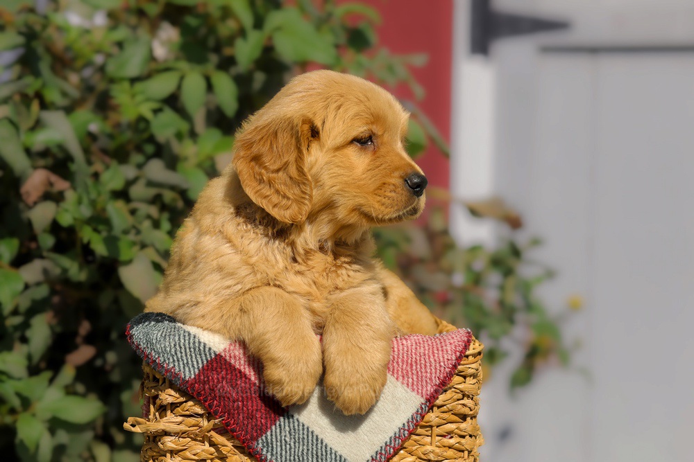 Furry Image of Furry, a Golden Retriever puppy