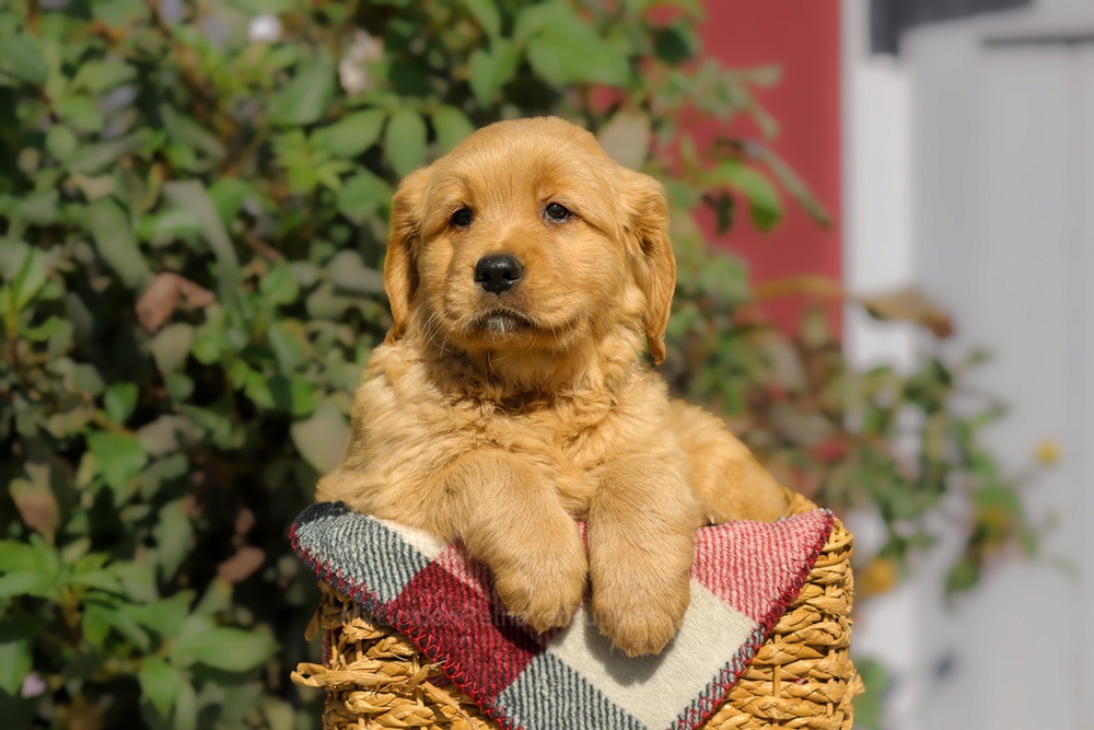 Furry Image of Furry, a Golden Retriever puppy