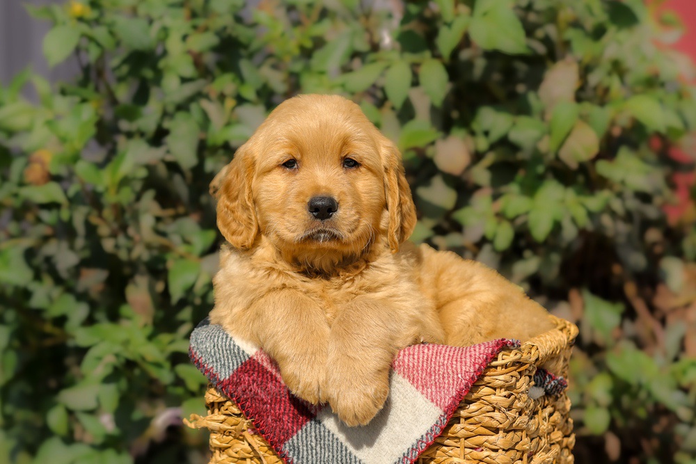 Furry Image of Furry, a Golden Retriever puppy