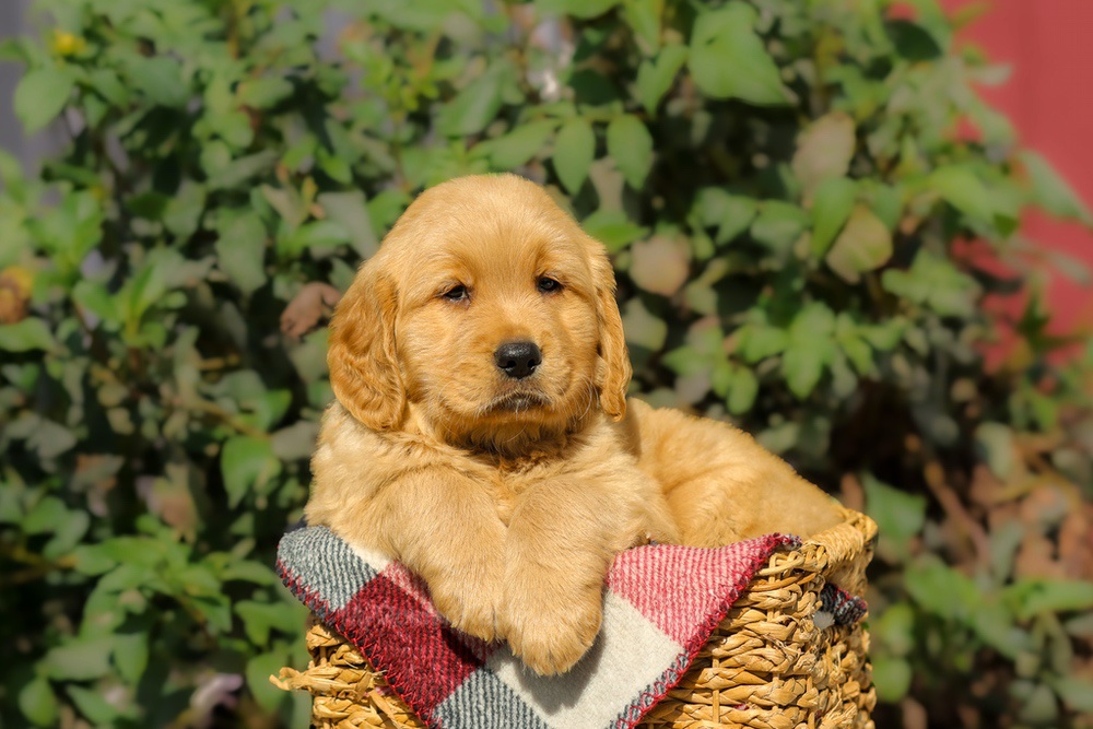 Furry Image of Furry, a Golden Retriever puppy
