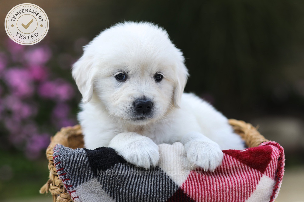 Hazel Image of Hazel, a Golden Retriever puppy