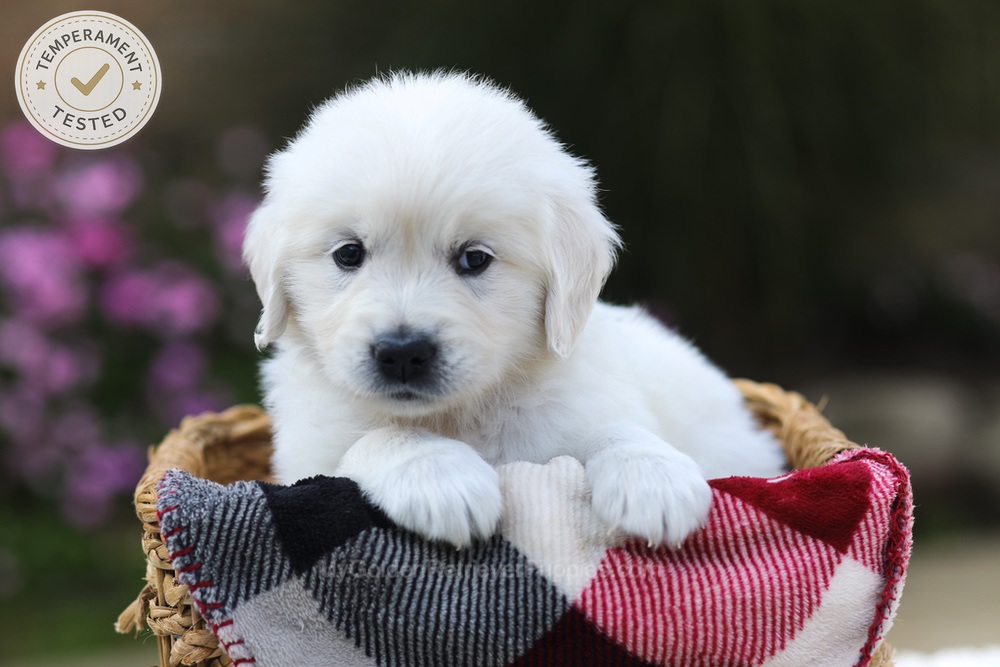 Hazel Image of Hazel, a Golden Retriever puppy