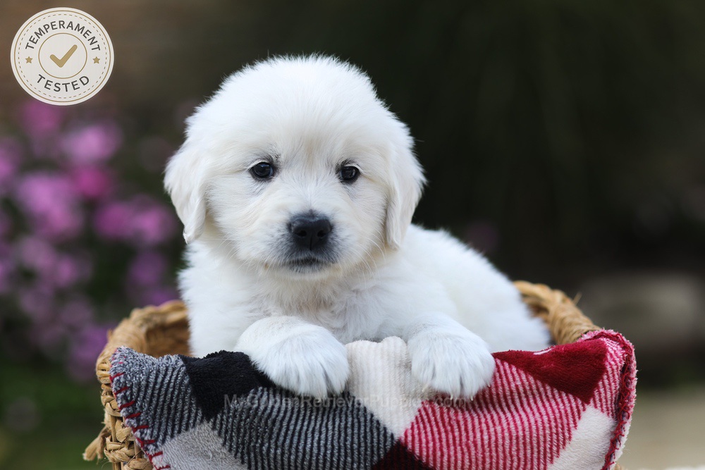 Hazel Image of Hazel, a Golden Retriever puppy