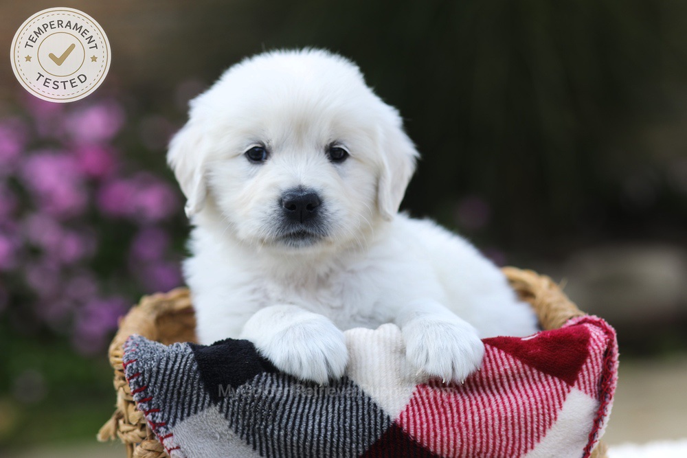 Hazel Image of Hazel, a Golden Retriever puppy