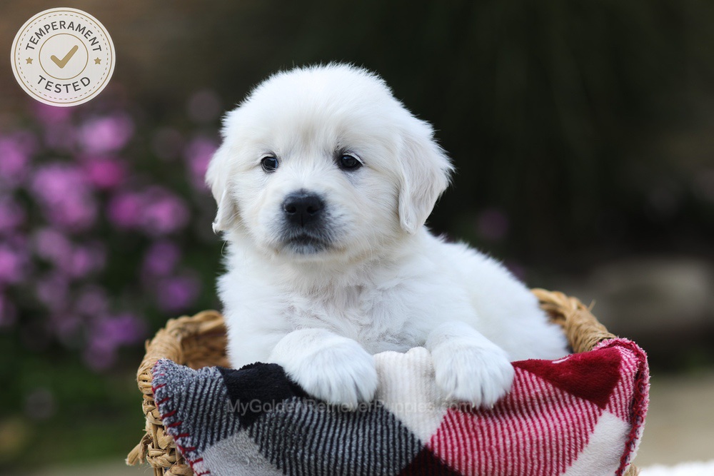 Hazel Image of Hazel, a Golden Retriever puppy