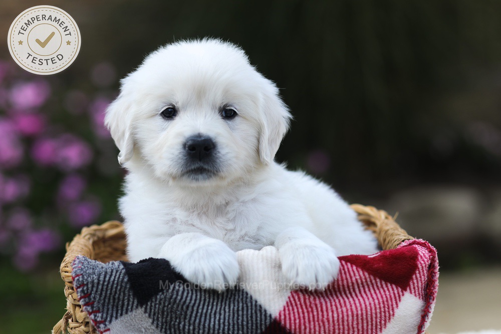 Hazel Image of Hazel, a Golden Retriever puppy