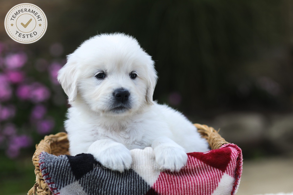 Hazel Image of Hazel, a Golden Retriever puppy