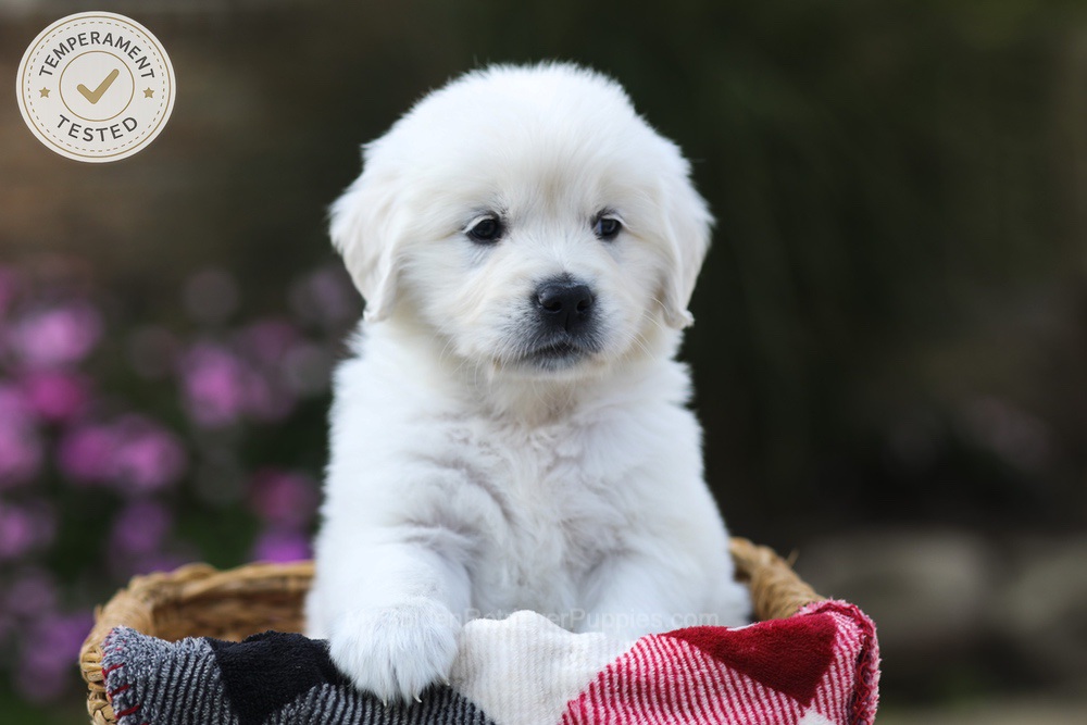 Hazel Image of Hazel, a Golden Retriever puppy