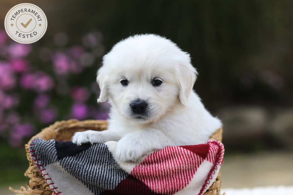 Hazel Image of Hazel, a Golden Retriever puppy