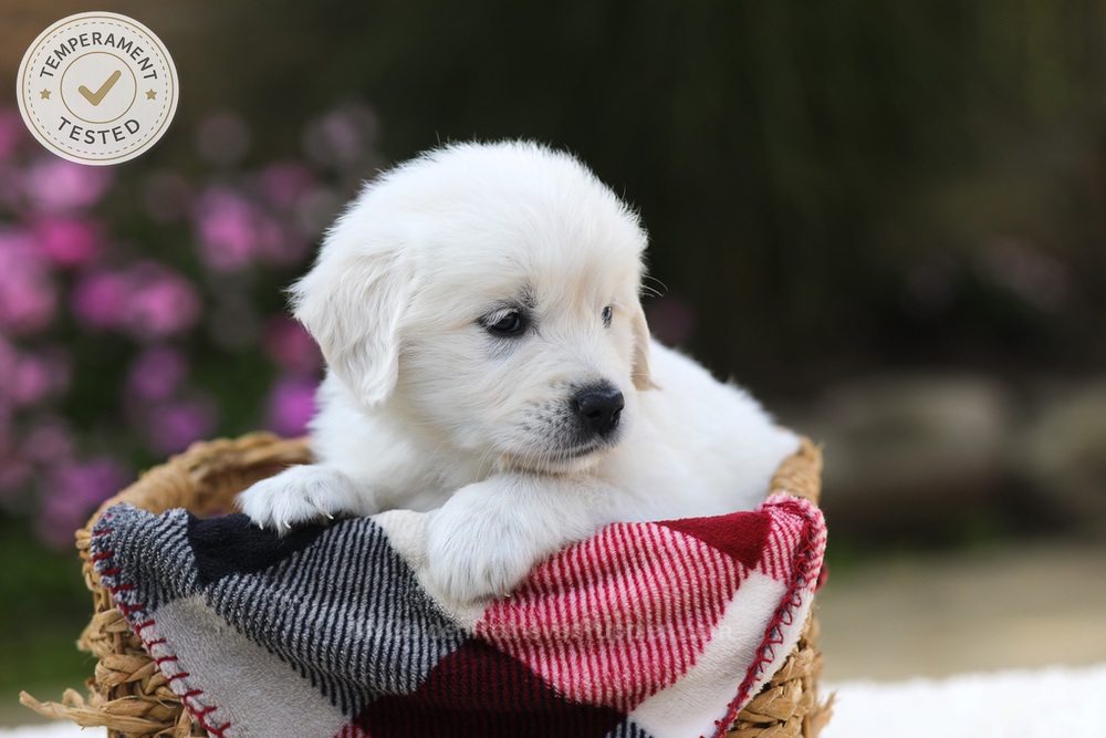 Hazel Image of Hazel, a Golden Retriever puppy