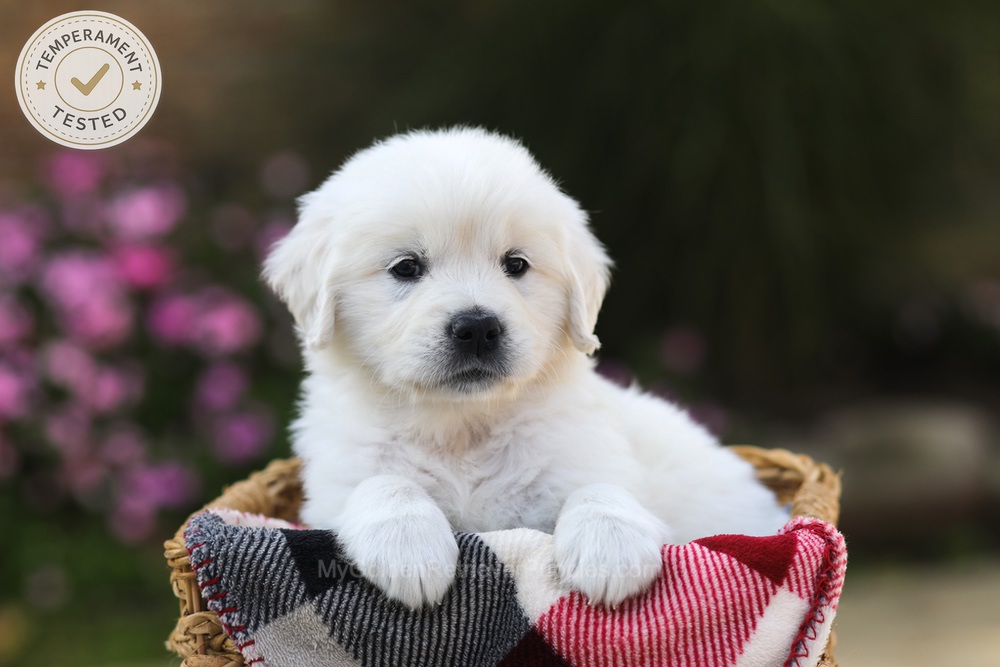 Hazel Image of Hazel, a Golden Retriever puppy