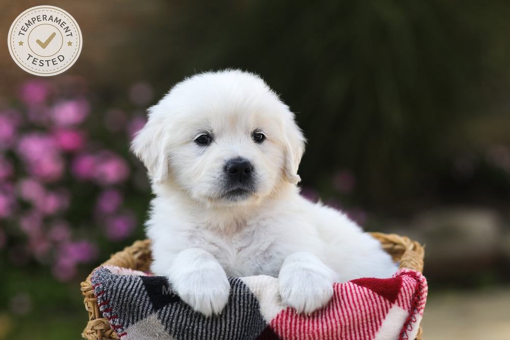 Hazel Image of Hazel, a Golden Retriever puppy
