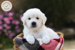 Image of Hazel, a Golden Retriever puppy