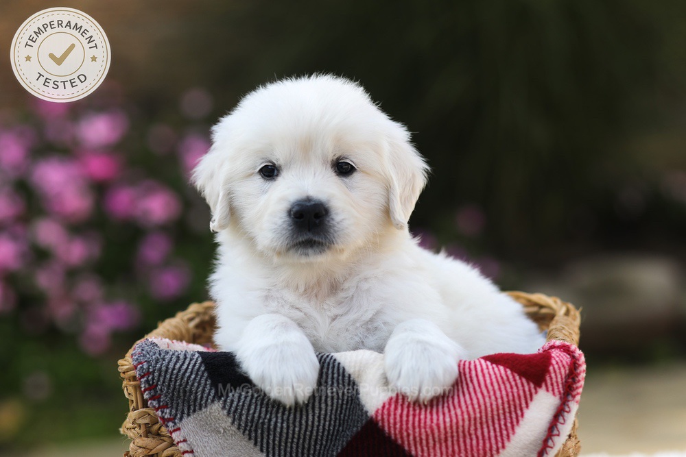 Hazel Image of Hazel, a Golden Retriever puppy