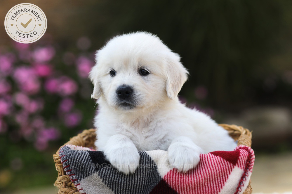 Hazel Image of Hazel, a Golden Retriever puppy