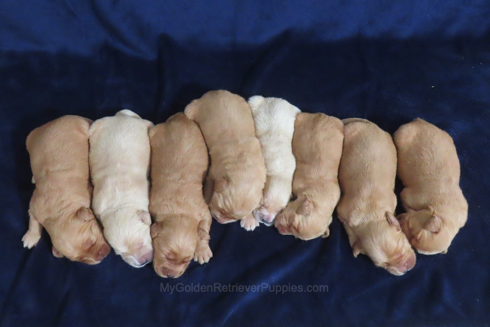 Chance x Tina π Ready Nov 28th Image of Chance x Tina π Ready Nov 28th, a Golden Retriever puppy