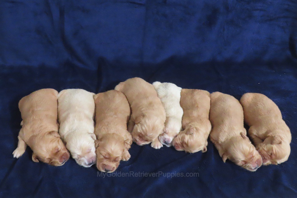 Chance x Tina π Ready Nov 28th Image of Chance x Tina π Ready Nov 28th, a Golden Retriever puppy