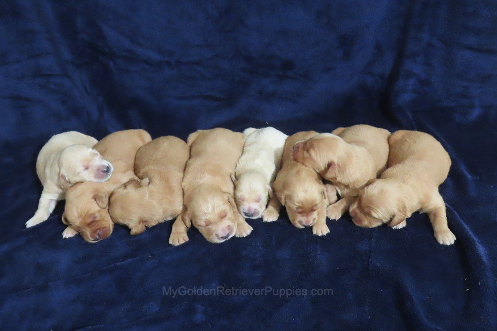 Chance x Tina π Ready Nov 28th Image of Chance x Tina π Ready Nov 28th, a Golden Retriever puppy