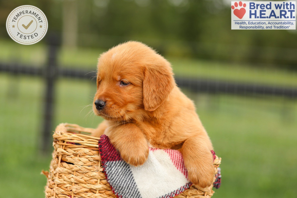 Ike Image of Ike, a Golden Retriever puppy
