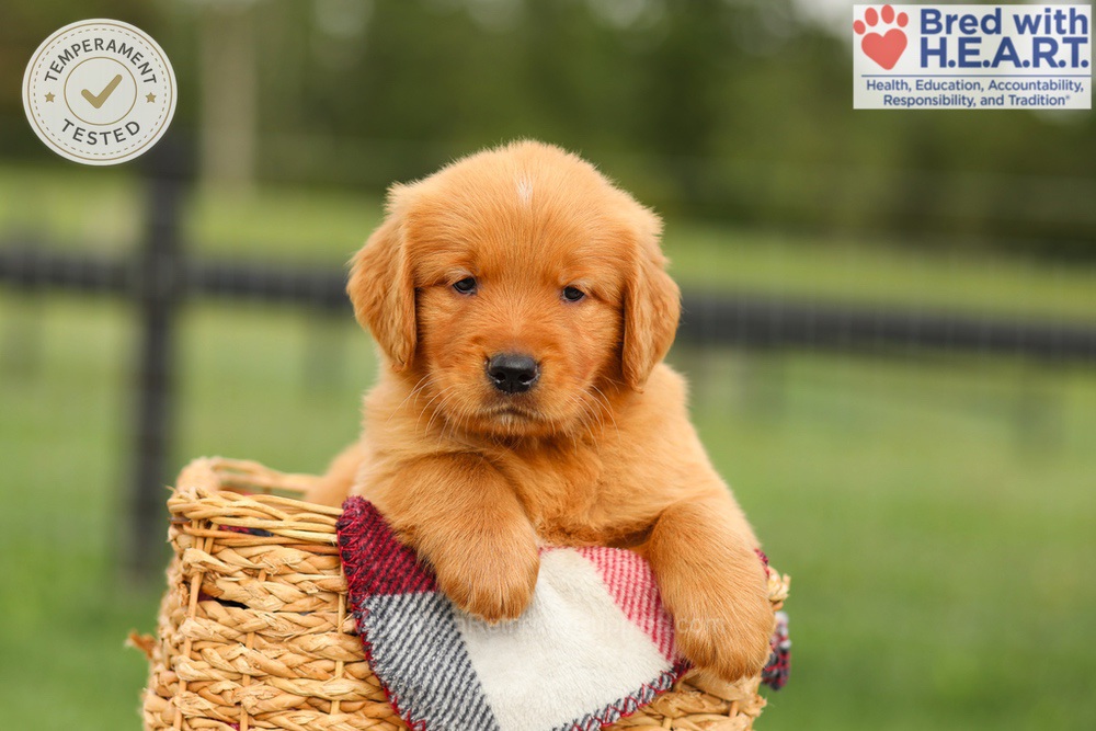 Ike Image of Ike, a Golden Retriever puppy