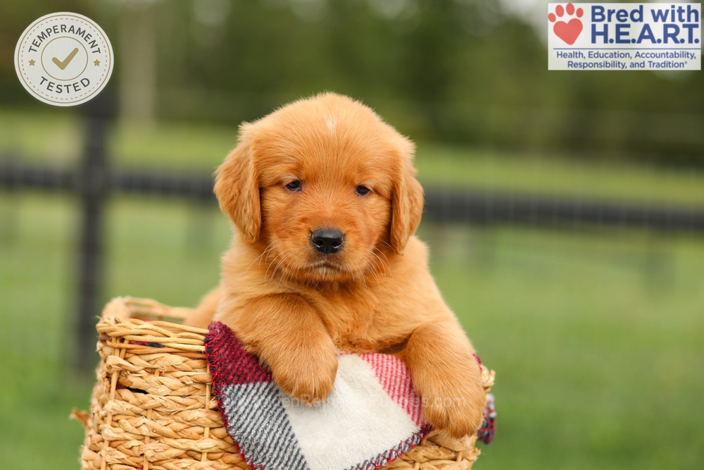 Ike Image of Ike, a Golden Retriever puppy