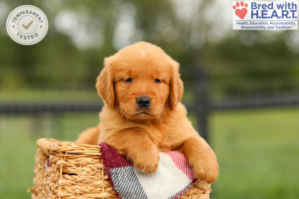 Ike Image of Ike, a Golden Retriever puppy