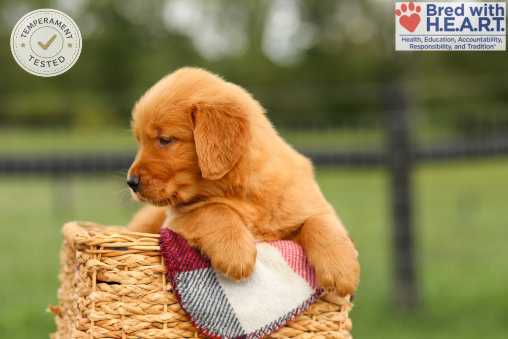Ike Image of Ike, a Golden Retriever puppy