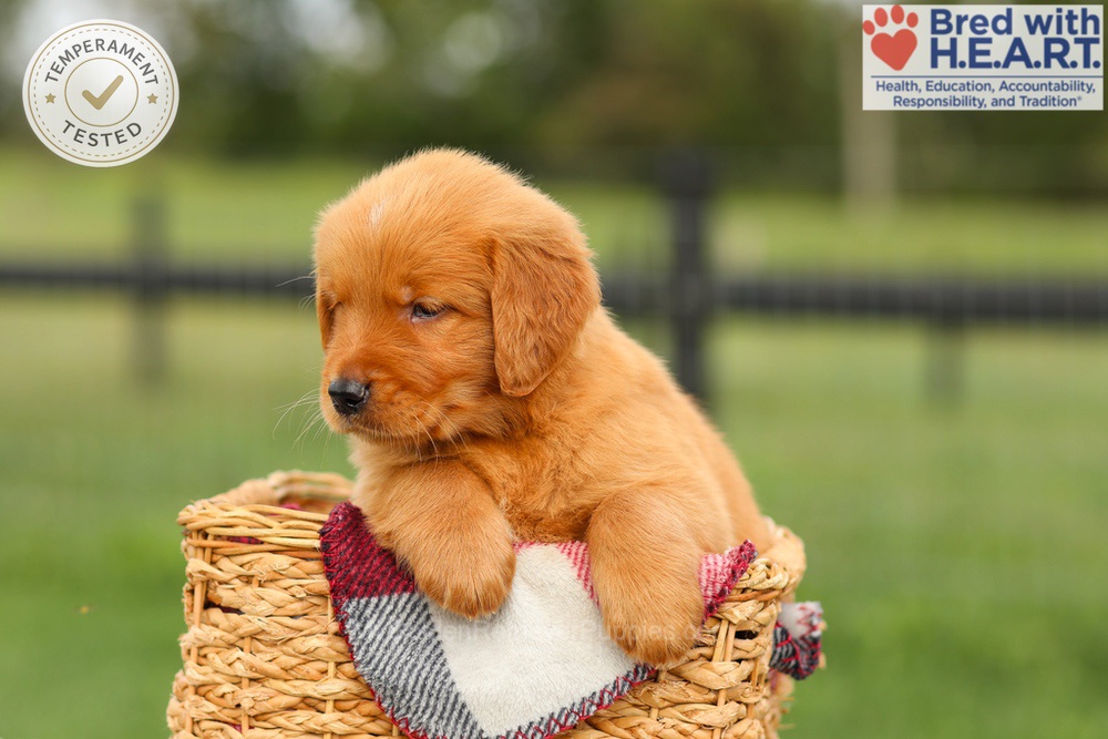 Ike Image of Ike, a Golden Retriever puppy