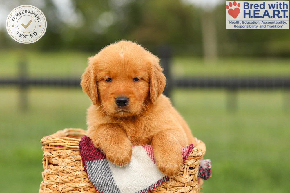 Ike Image of Ike, a Golden Retriever puppy