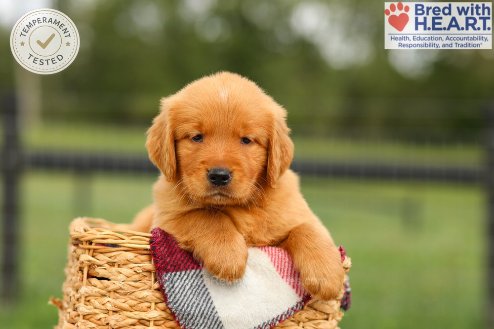 Ike Image of Ike, a Golden Retriever puppy