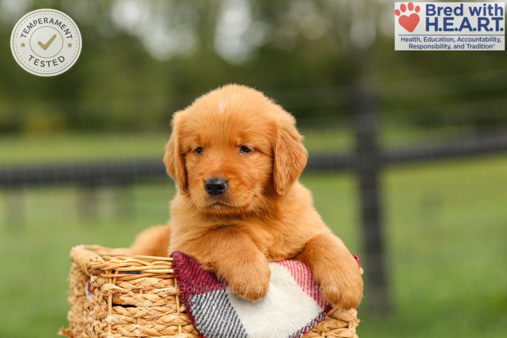 Ike Image of Ike, a Golden Retriever puppy