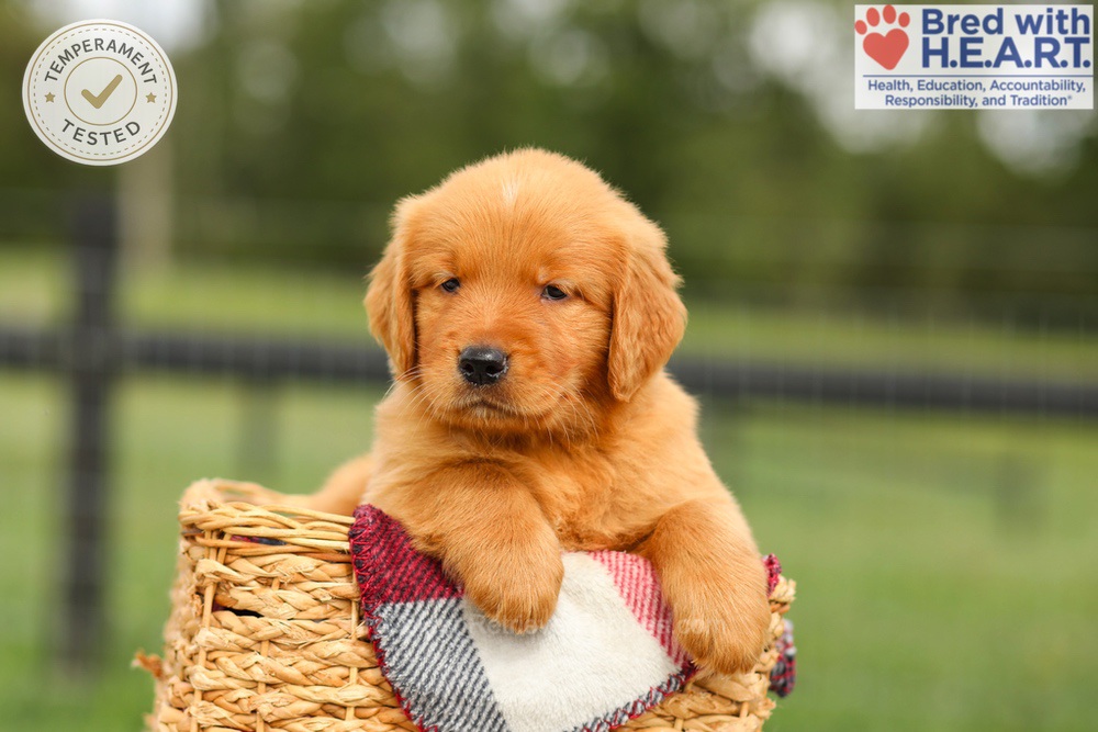 Ike Image of Ike, a Golden Retriever puppy