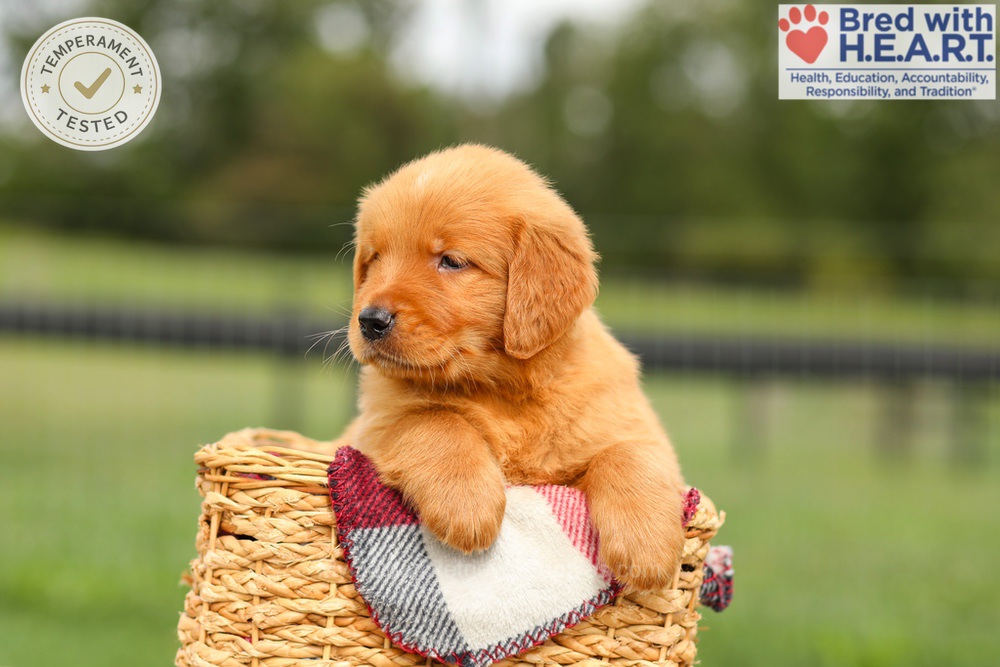Ike Image of Ike, a Golden Retriever puppy
