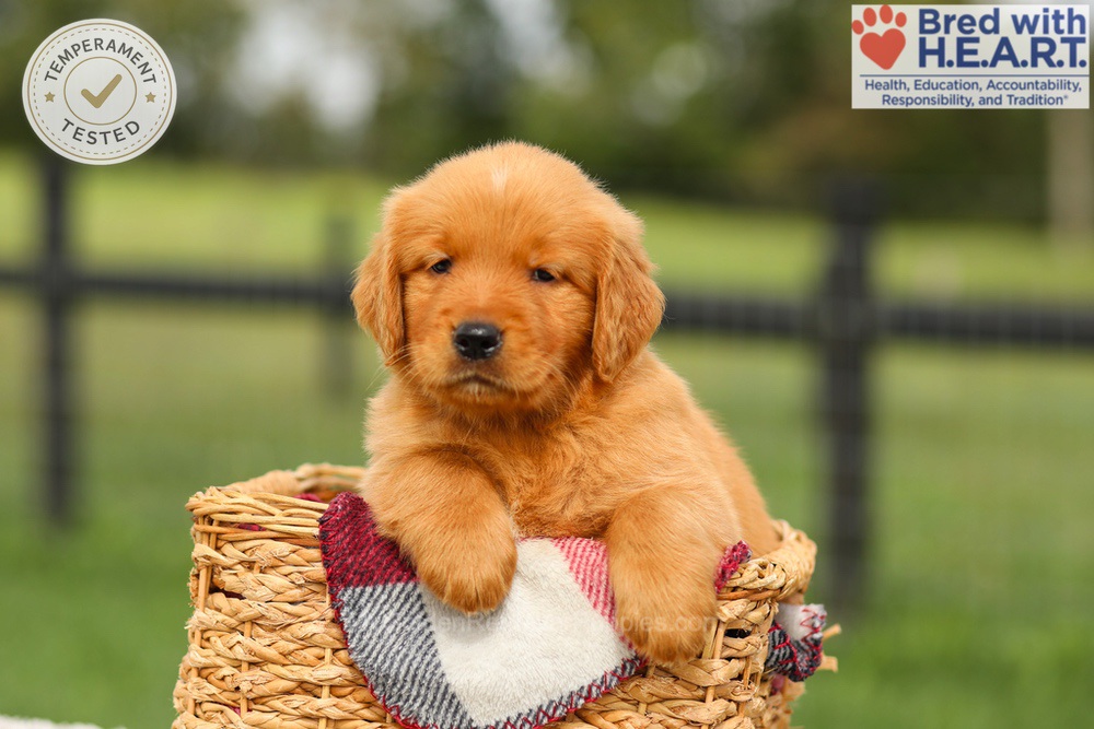 Ike Image of Ike, a Golden Retriever puppy