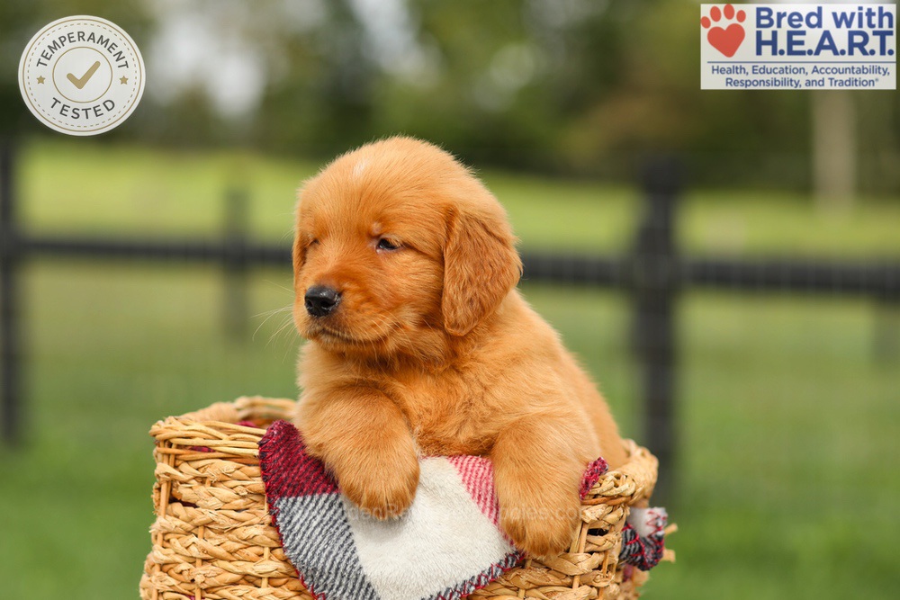 Ike Image of Ike, a Golden Retriever puppy