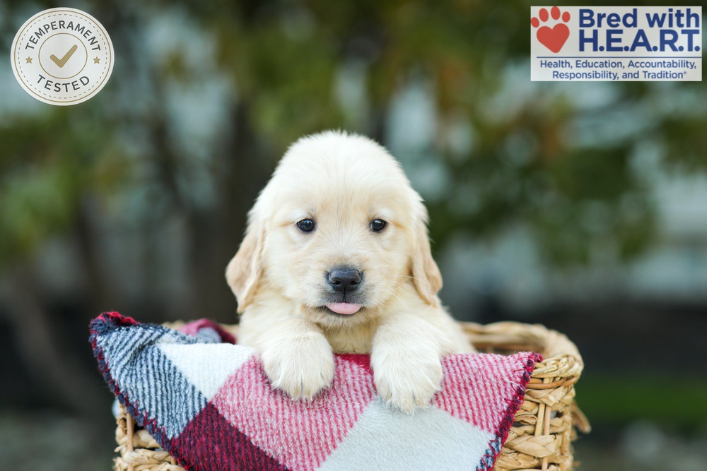 Karla Image of Karla, a Golden Retriever puppy
