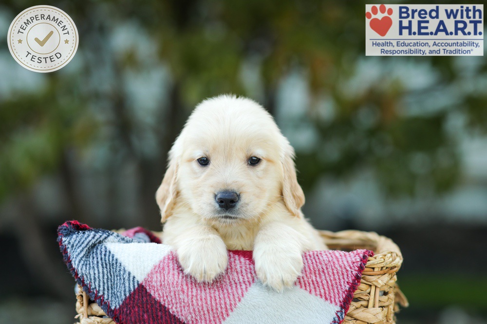 Karla Image of Karla, a Golden Retriever puppy