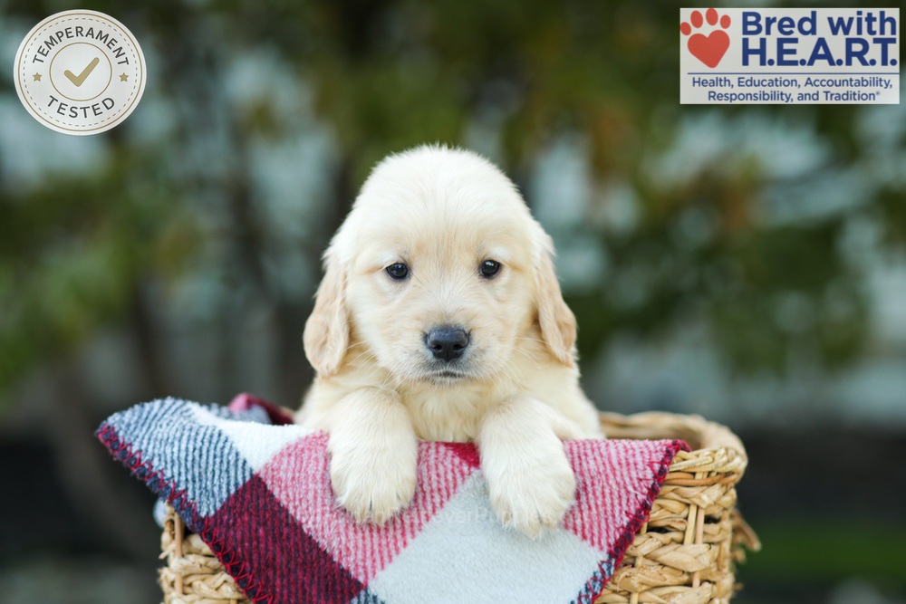 Karla Image of Karla, a Golden Retriever puppy