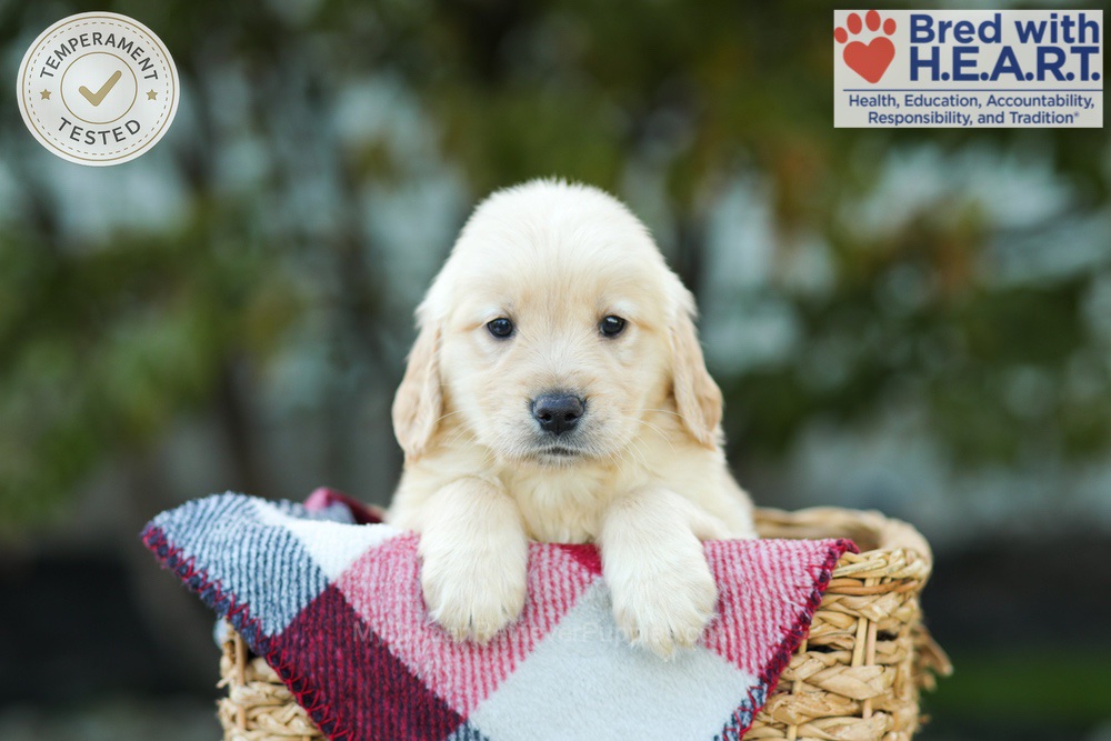Karla Image of Karla, a Golden Retriever puppy