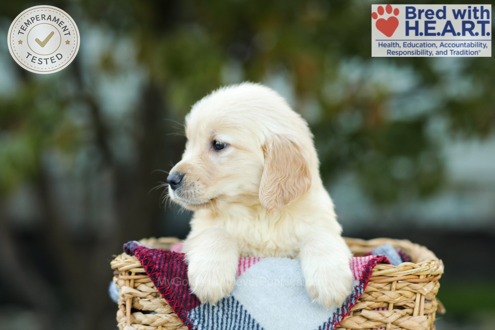 Karla Image of Karla, a Golden Retriever puppy
