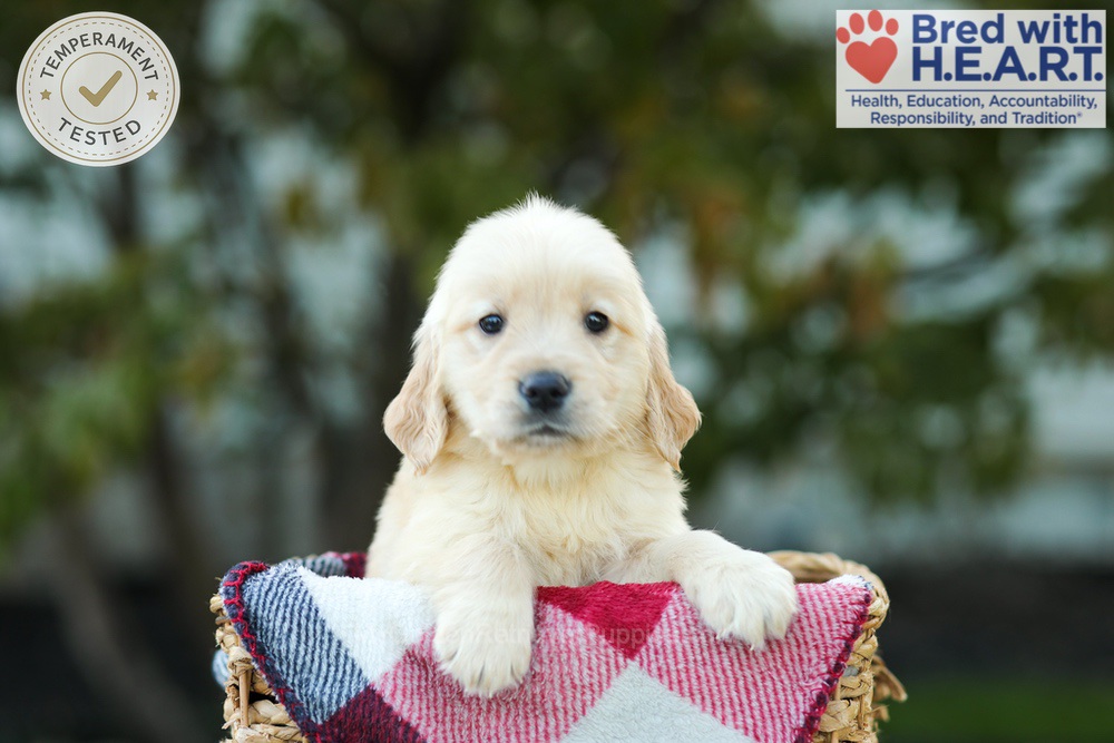 Karla Image of Karla, a Golden Retriever puppy