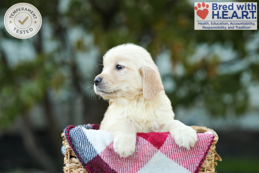 Karla Image of Karla, a Golden Retriever puppy