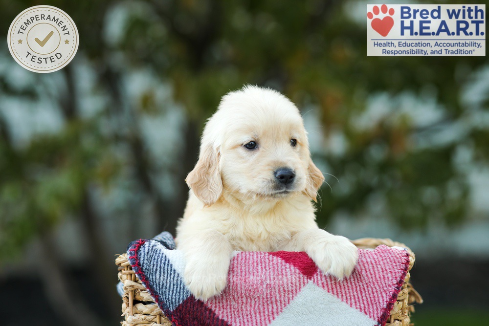 Karla Image of Karla, a Golden Retriever puppy