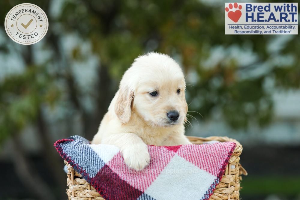 Karla Image of Karla, a Golden Retriever puppy