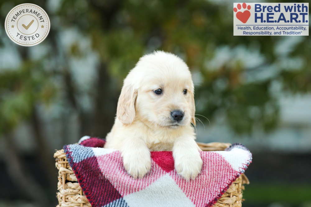 Karla Image of Karla, a Golden Retriever puppy