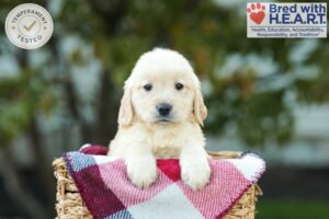 Image of Karla, a Golden Retriever puppy