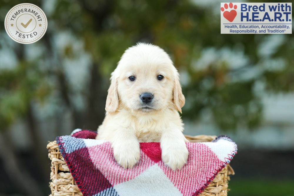 Karla Image of Karla, a Golden Retriever puppy