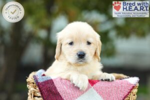 Image of Kass, a Golden Retriever puppy